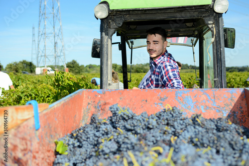 Photography handsome man farmer in the vine driving a tractor and harvesting ripe grape duri