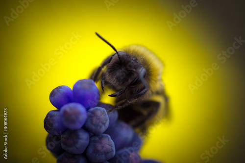 ape su fiore di muscari con sfondo colorato giallo photo