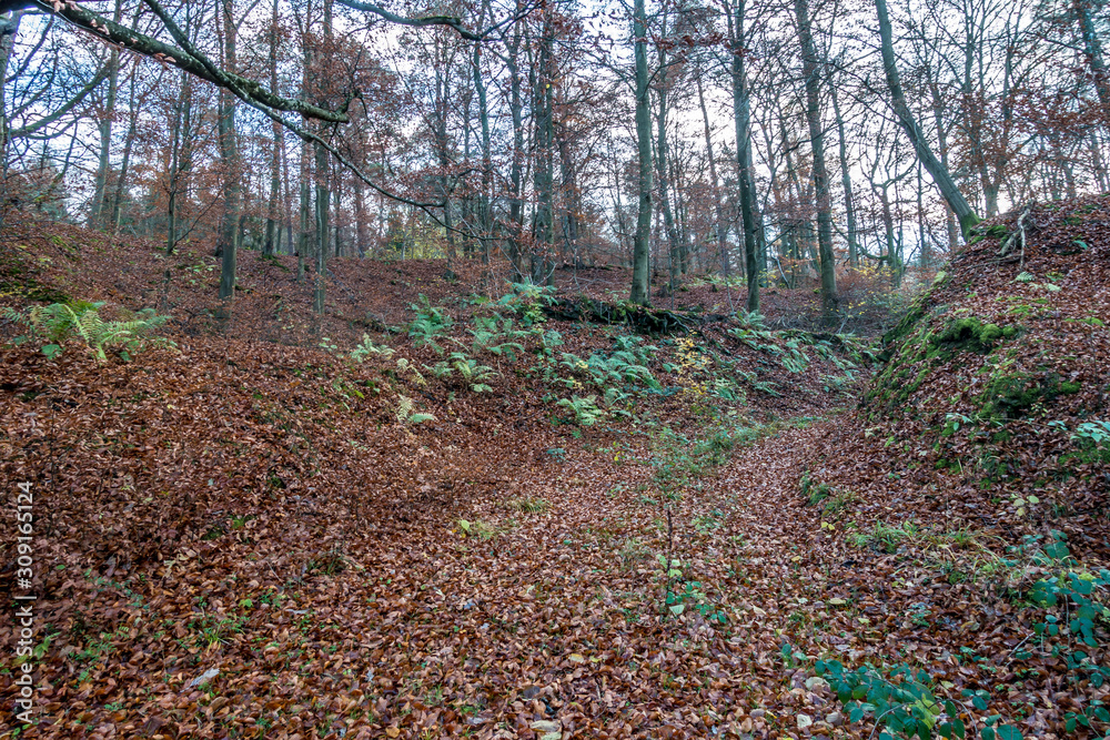 Abendlicht im herbstlichen Wald Abendlicht im herbstlichen Wald