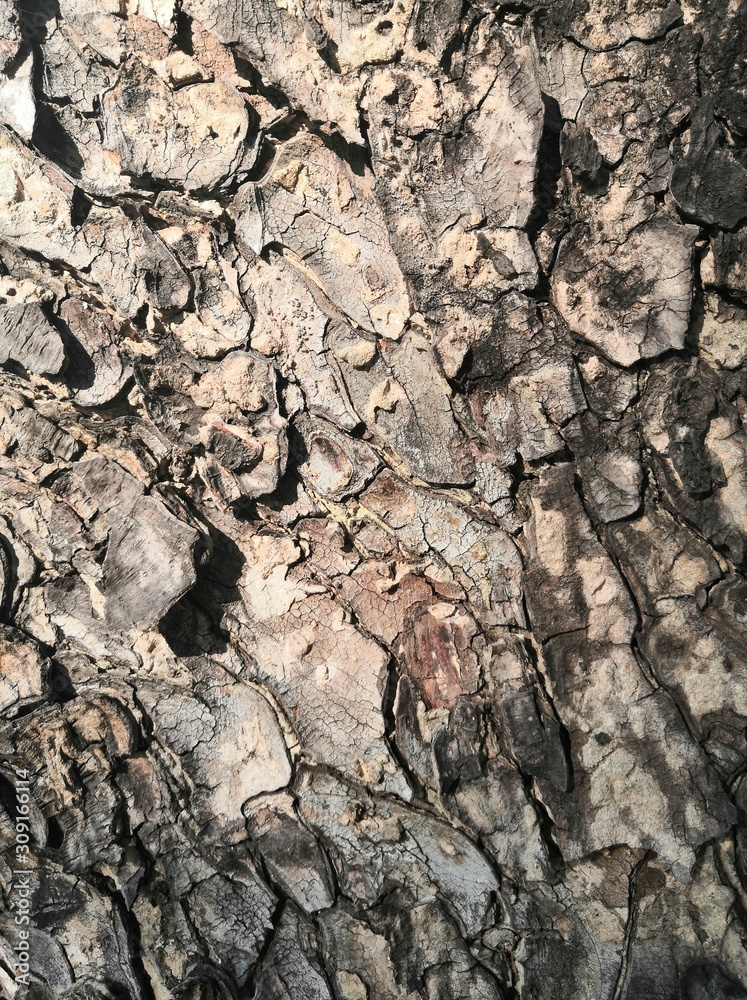 bark of tree bark of tree