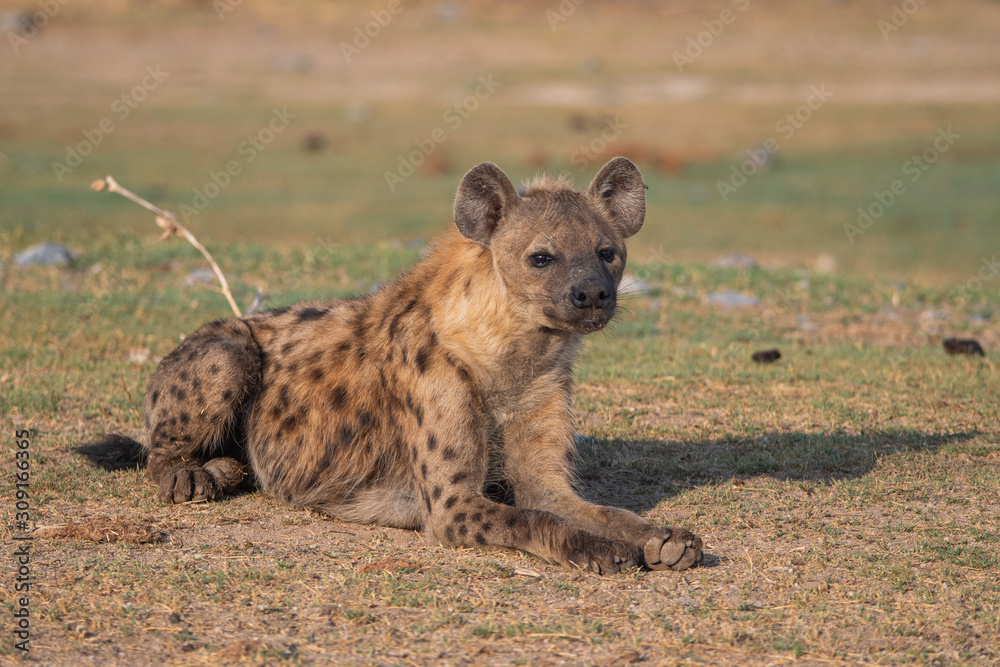 spotted Hyena