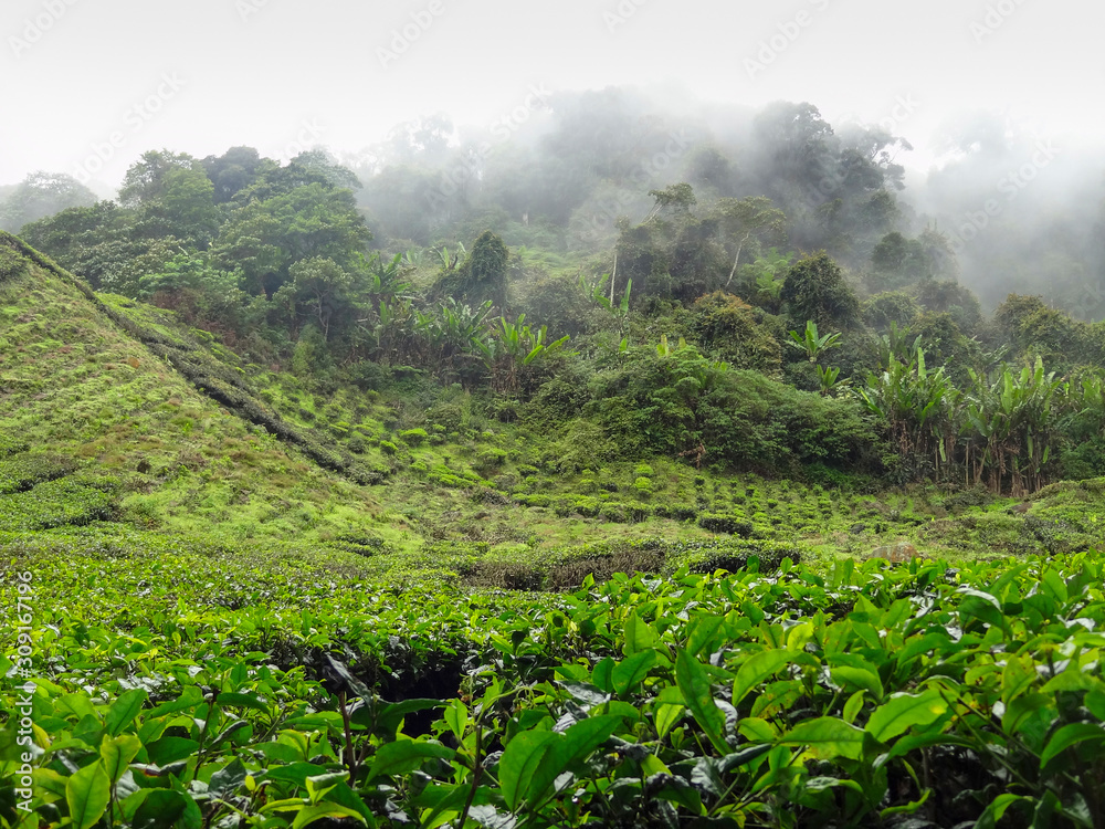 Tea plantation in Malaysia Tea plantation in Malaysia