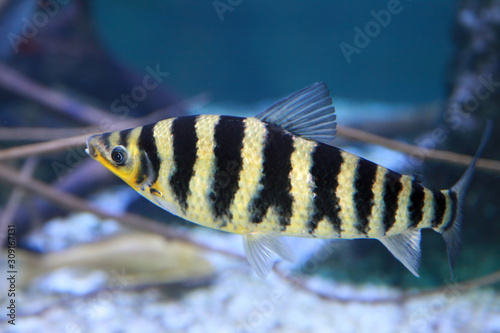 Banded leporinus Leporinus fasciatus.