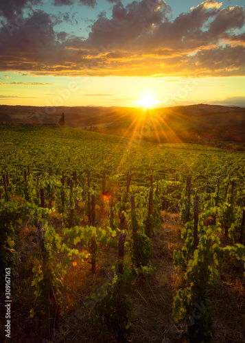 vigneti al tramonto