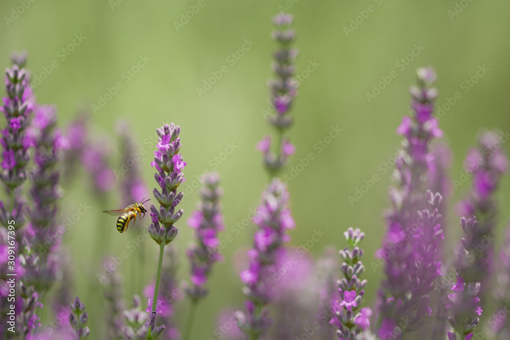 ape in volo su fiori di lavanda ape in volo su fiori di lavanda