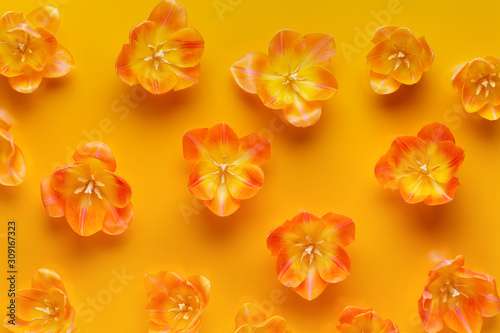 Fototapeta Żółci pastele barwią tulipany na żółtym tle. Retro styl vintage.