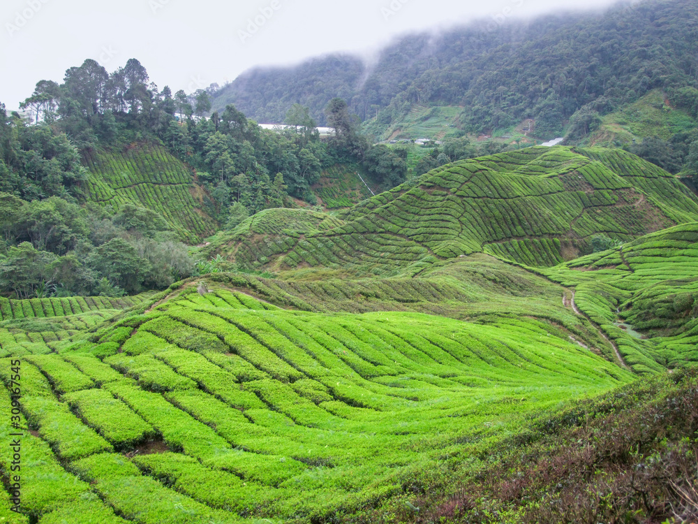 Tea plantation in Malaysia Tea plantation in Malaysia