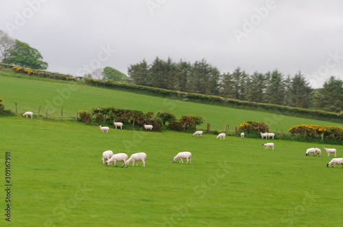 Green countryside of Ireland with trees marking property lines and sheep grazing under gray skies.
