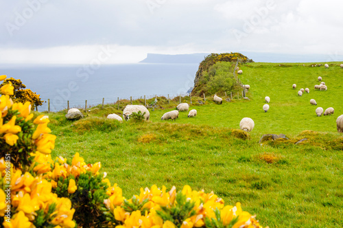 Flowers in the foreground and sheep graze in a field of green grass on a coastal meadow on a cliff overlooking the sea in Northern Ireland.