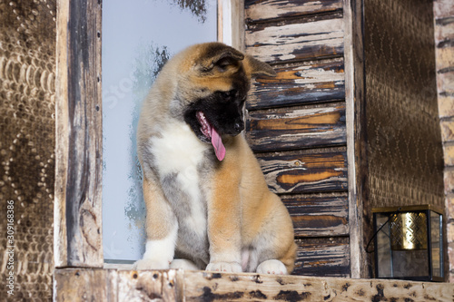 american akita puppy on wooden background
