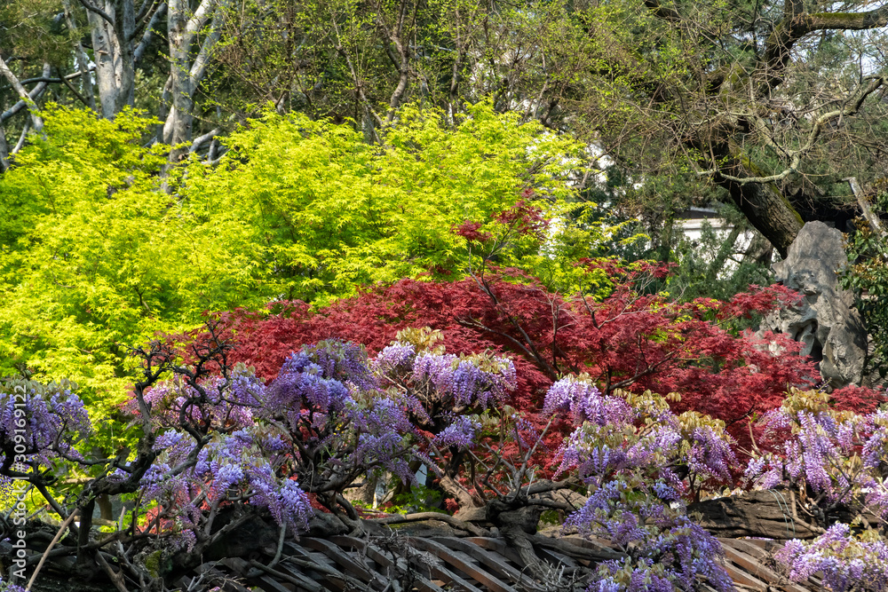 Green and red Marple trees next to each other in front of a blue background Green and red Marple trees next to each other in front of a blue background