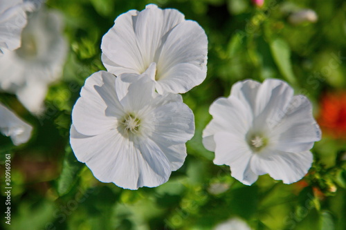 white flowers in garden