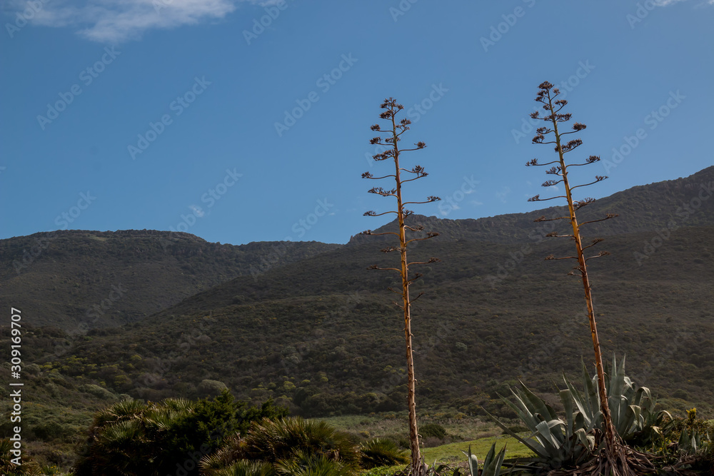Obraz premium High agave blossoms in the springtime. Fresh green country and a mountain in the background. Sardinia, Italy.