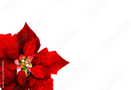 Photos Red Christmas flowers White background cards