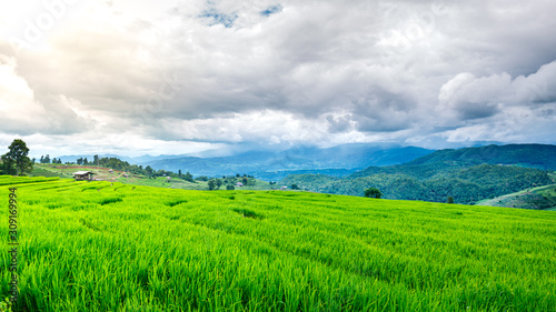 Terraced green rice paddy field in cloudy day   Chaingmai    Thailand