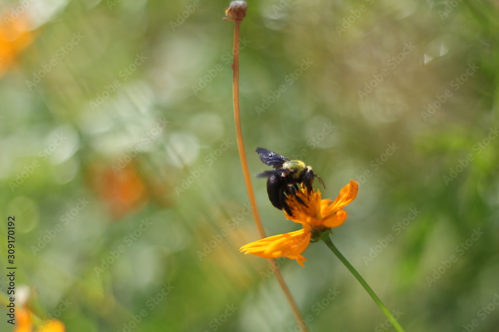 Bee have a lunch in yellow flower Bee have a lunch in yellow flower