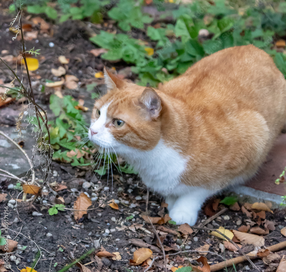 Katze rot weiß. Kater Jaime draußen im Herbst. Stock-Foto | Adobe Stock