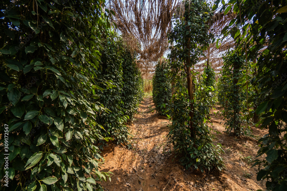 Black pepper plants growing on plantation in Asia. Ripe green peppers on a trees. Agriculture in tropical countries. Pepper on a trees before drying. Black pepper plants growing on plantation in Asia. Ripe green peppers on a trees. Agriculture in tropical countries. Pepper on a trees before drying.