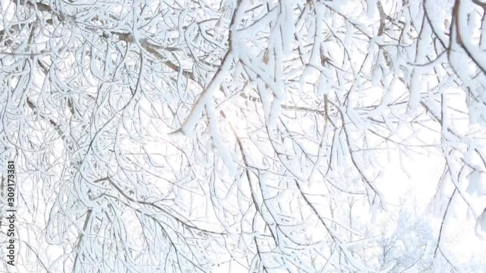 Snow falling on leafless tree branches. Winter christmas background Snow falling on leafless tree branches. Winter christmas background