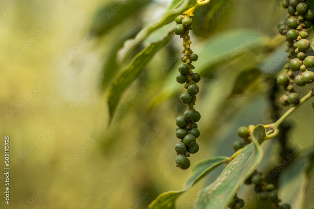 Black pepper plants growing on plantation in Asia. Ripe green peppers on a trees. Agriculture in tropical countries. Pepper on a trees before drying. Black pepper plants growing on plantation in Asia. Ripe green peppers on a trees. Agriculture in tropical countries. Pepper on a trees before drying.
