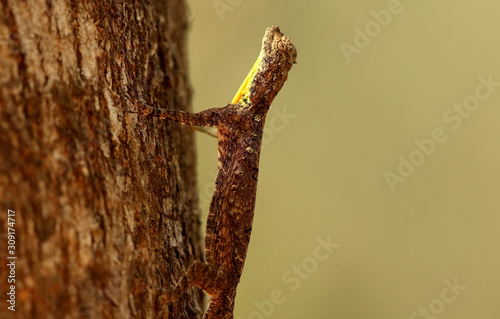Indian flying lizard or Draco, Draco dussumieri, Ganeshgudi, Karnataka, India