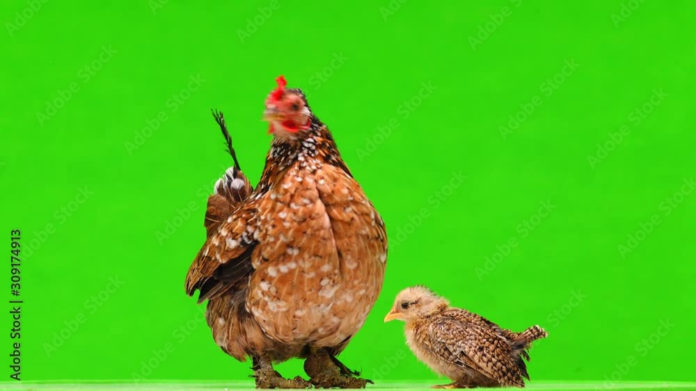 Mother hen and little chicken on a green screen. Mother hen and little chicken on a green screen.