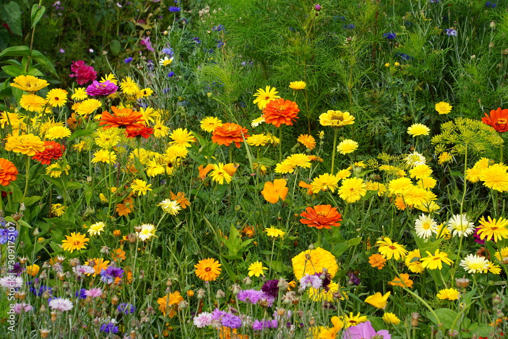 Flower mix yellows, reds and oranges Flower mix yellows, reds and oranges