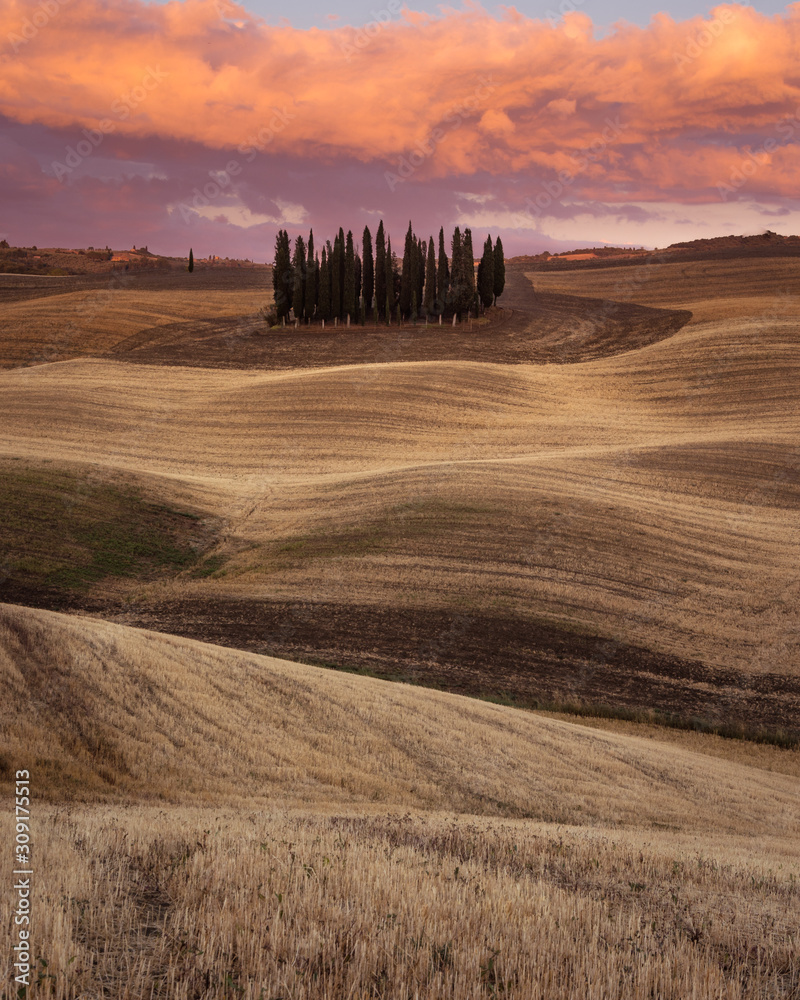 Obraz premium cipressi di san quirico d'orcia al tramonto