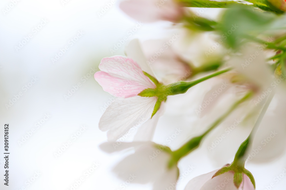 Obraz premium flower on white background