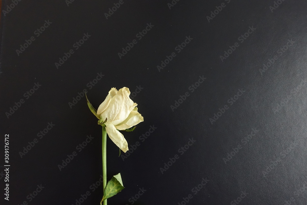Fototapeta premium red rose on black background