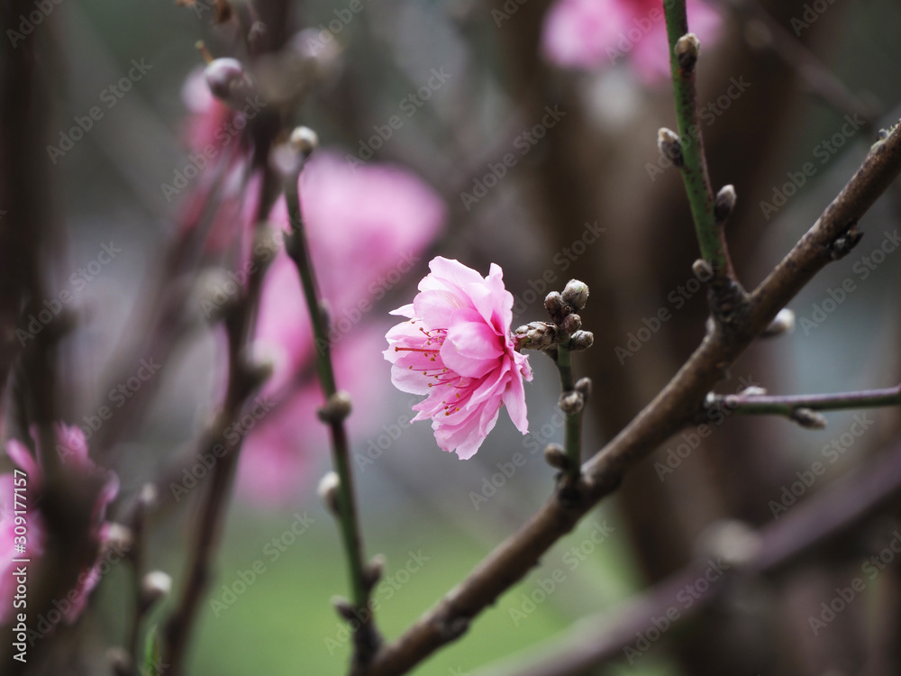 Beautiful flowers background on nature park outdoor Beautiful flowers background on nature park outdoor