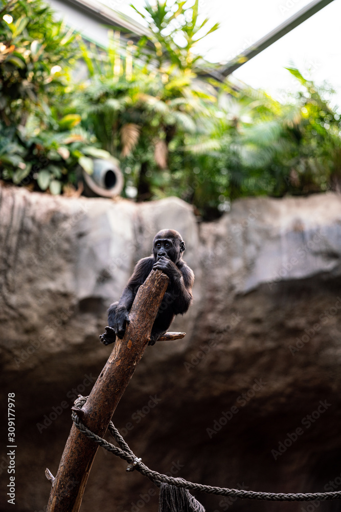 Fototapeta premium Baby Gorilla