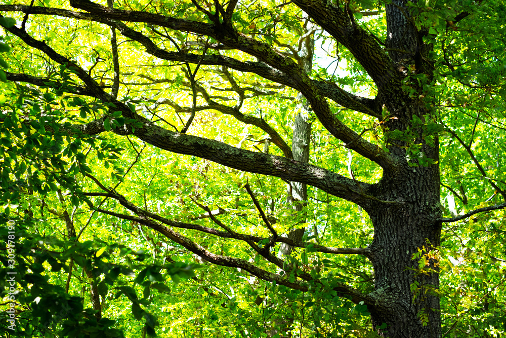 Beautiful summer forest with larga oak tree trunk and branches. Nature background, landscape photography Beautiful summer forest with larga oak tree trunk and branches. Nature background, landscape photography