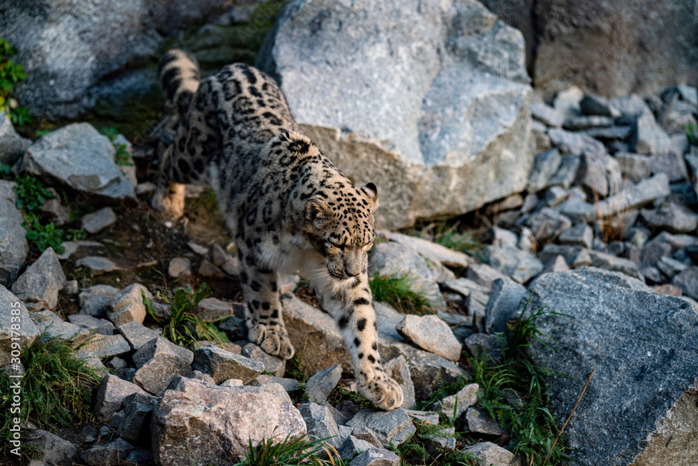 Leopard Leopard