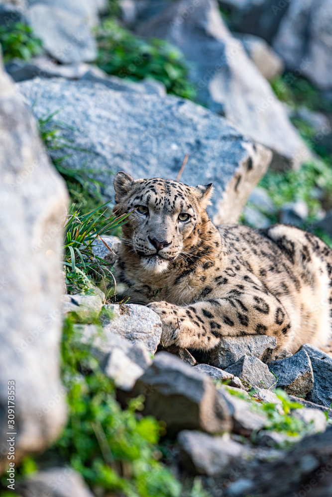 Fototapeta premium Leopard