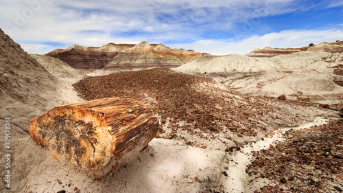 Piece of Tree Trunk Stem Fossile amidst the Landscape of the Petrified Forest National Park in Arizona