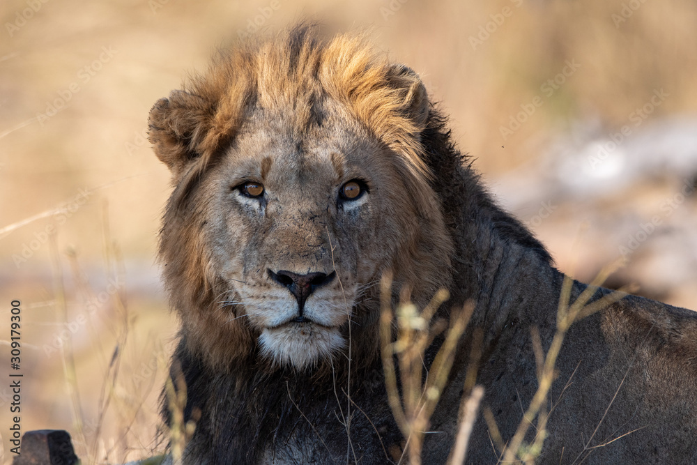 Fototapeta premium male lion