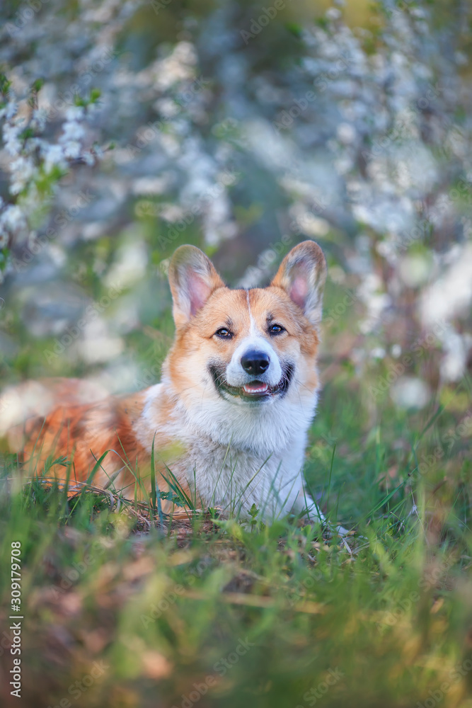 portrait redhead a Corgi dog puppy lies in a may garden under a flowering white Bush and smiles