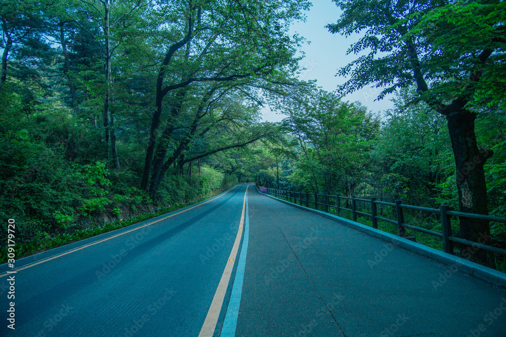 Road to forest 
