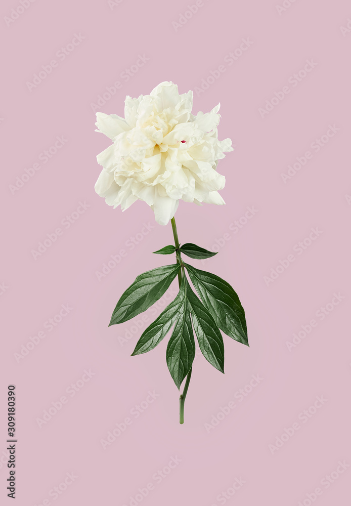 Spring and summer floral holiday design with white peony stand isolated on light pink background, copy space, closeup, creative festive mothers or womens day concept