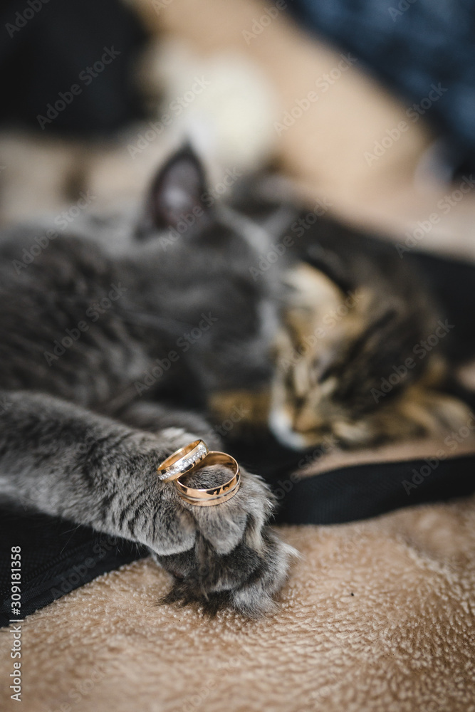 Wedding Ring In Cat's Paws. cute fluffy cat with wedding rings on its paws. wedding atmosphere with cats. Cats are lying on bright sofa Wedding Ring In Cat's Paws. cute fluffy cat with wedding rings on its paws. wedding atmosphere with cats. Cats are lying on bright sofa