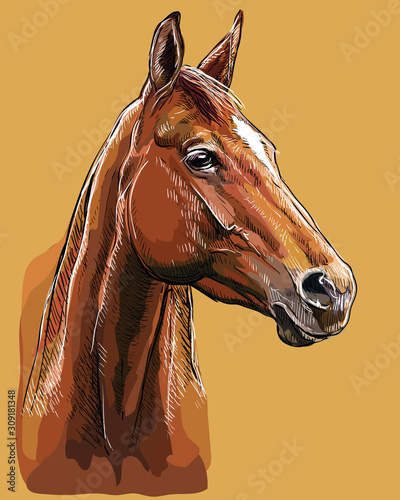 Hand drawing horse portrait vector 25