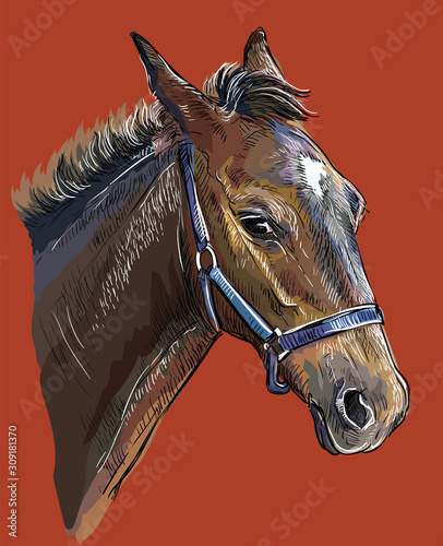 Hand drawing horse portrait vector 26