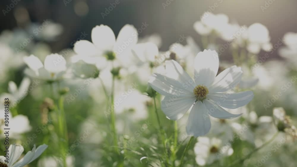 Beautiful white cosmos flower blooming in garden. Beautiful white cosmos flower blooming in garden.