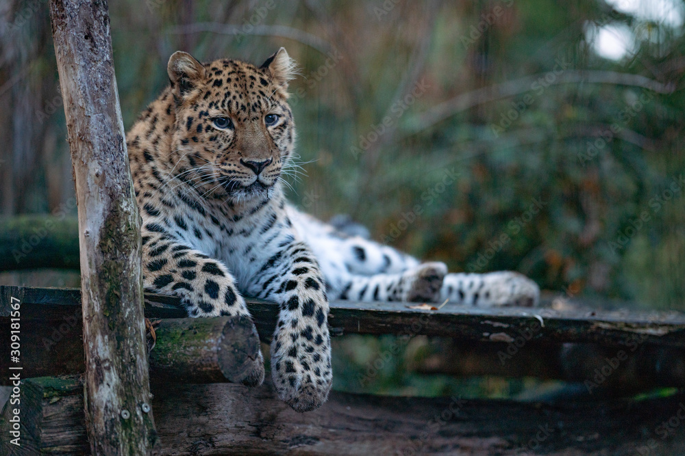 Obraz premium Leopard