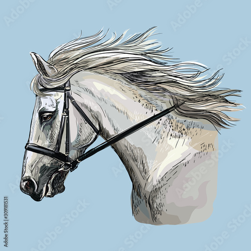 Hand drawing horse portrait vector 30