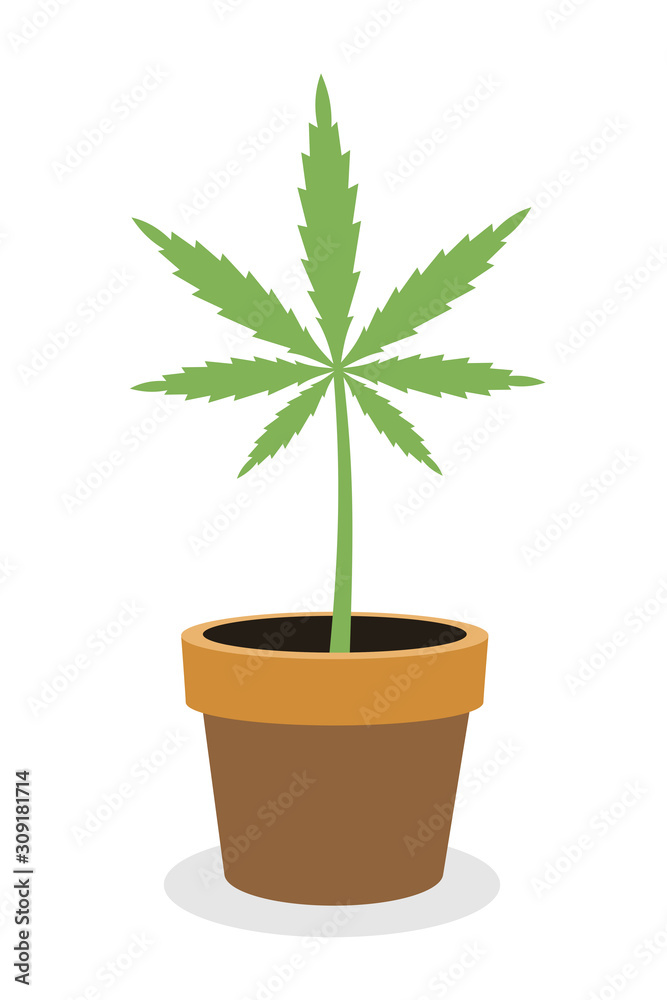 Marijuana and cannabis is growing in plant pot. Houseplant fro production of drug. Vector illustration Marijuana and cannabis is growing in plant pot. Houseplant fro production of drug. Vector illustration
