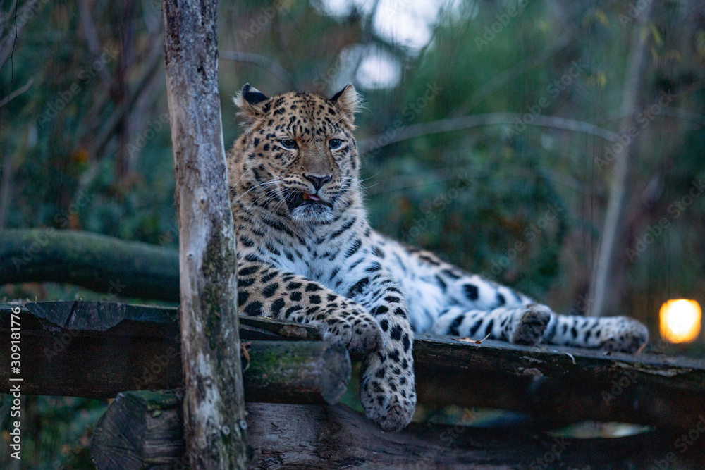 Obraz premium Leopard