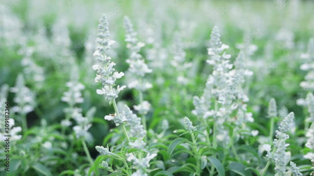 Beautiful white salvia flower field blooming in a field. Beautiful white salvia flower field blooming in a field.
