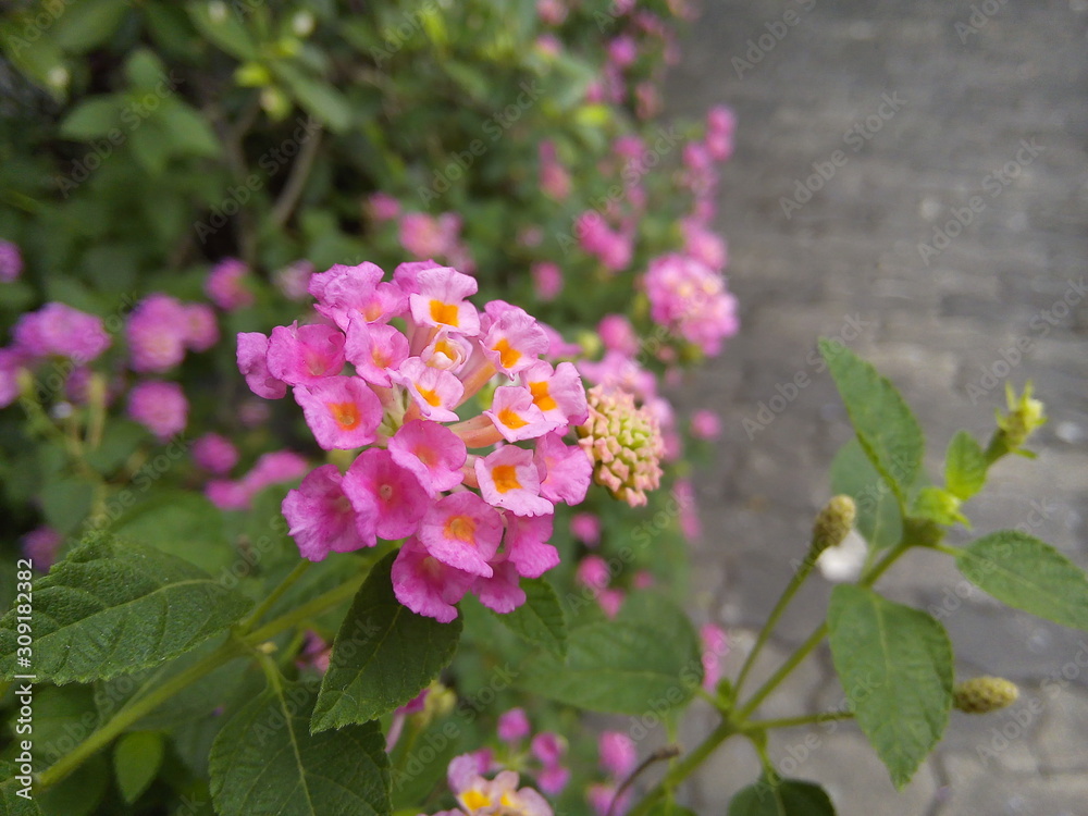 Blooming weeping lantana or cloth of gold flower in the garden.